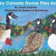Baby Canada Goose Flies South