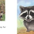 raccoons_page_sample