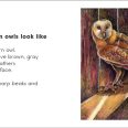 Barn Owls_page sample