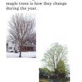 My Maple Tree_page sample_Page_1